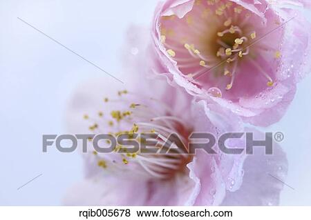 Plum blossoms View Large Photo Image Stock Photo - Plum blossoms. Fotosearch