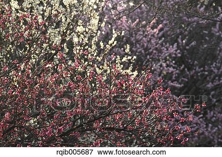 Plum blossoms View Large Photo Image Stock Photo - Plum blossoms. Fotosearch