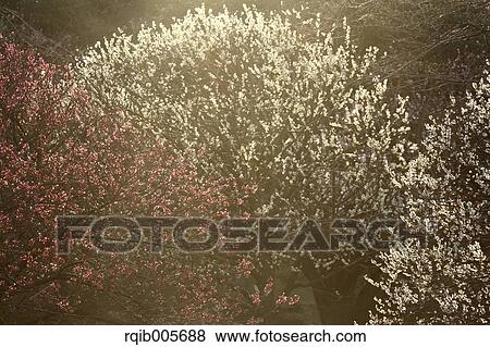 Plum blossoms View Large Photo Image Stock Photo - Plum blossoms. Fotosearch