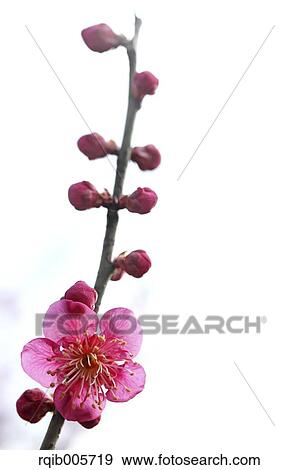 Plum blossoms View Large Photo Image Stock Photo - Plum blossoms. Fotosearch