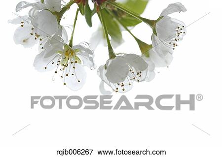 Plum blossoms View Large Photo Image Stock Photo - Plum blossoms. Fotosearch