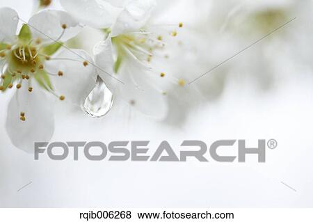 Plum blossoms View Large Photo Image Stock Photo - Plum blossoms. Fotosearch