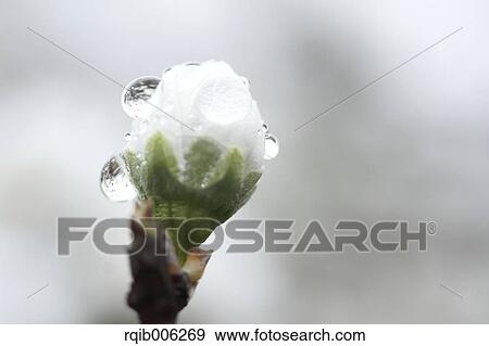Plum blossoms View Large Photo Image Stock Photo - Plum blossoms. Fotosearch