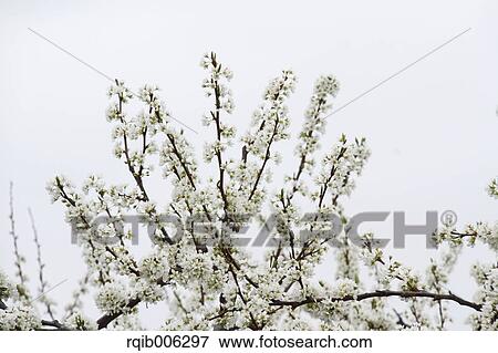 Plum blossoms View Large Photo Image Stock Photo - Plum blossoms. Fotosearch