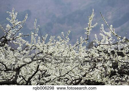 Stock Photo - Plum blossoms. Fotosearch