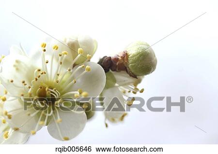 Plum blossoms View Large Photo Image Stock Photograph - Plum blossoms. Fotosearch