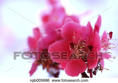 Plum blossoms View Large Photo Image Stock Photograph - Plum blossoms. Fotosearch