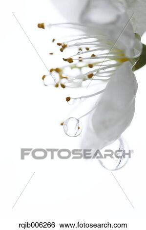 Plum blossoms View Large Photo Image Stock Photograph - Plum blossoms. Fotosearch