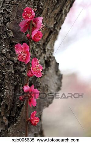 Stock Photography - Plum blossoms. Fotosearch