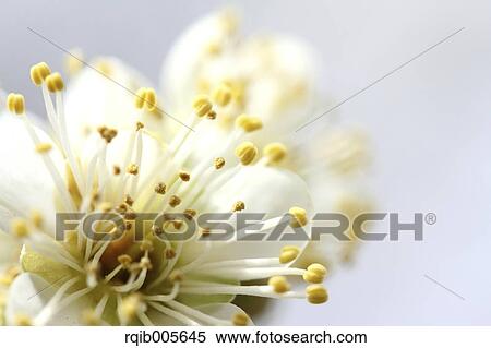 Stock Photography - Plum blossoms. Fotosearch