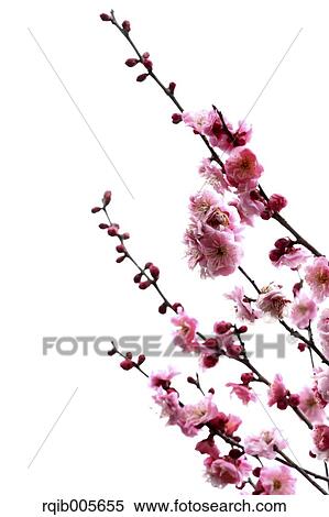 Plum blossoms View Large Photo Image Stock Photography - Plum blossoms. Fotosearch