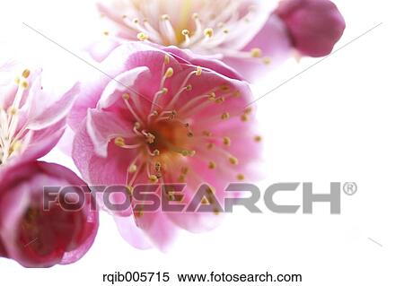 Plum blossoms View Large Photo Image Stock Photography - Plum blossoms. Fotosearch