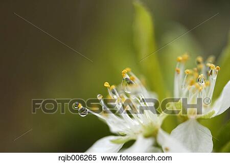 Plum blossoms View Large Photo Image Stock Photography - Plum blossoms. Fotosearch