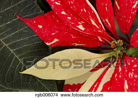 Poinsettia View Large Photo Image Picture - Poinsettia. Fotosearch