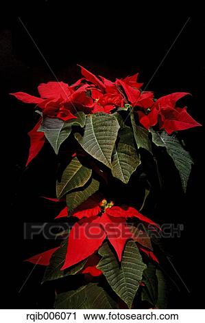 Poinsettia View Large Photo Image Stock Image - Poinsettia. Fotosearch