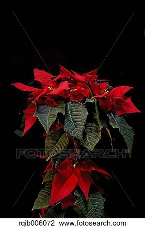 Poinsettia View Large Photo Image Stock Image - Poinsettia. Fotosearch