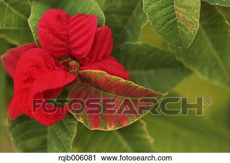 Poinsettia View Large Photo Image Stock Image - Poinsettia. Fotosearch
