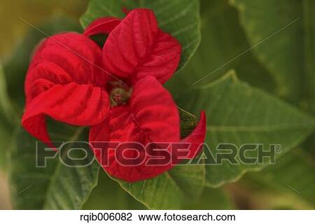 Stock Image - Poinsettia. Fotosearch