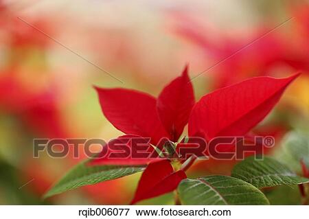 Poinsettia View Large Photo Image Stock Photo - Poinsettia. Fotosearch