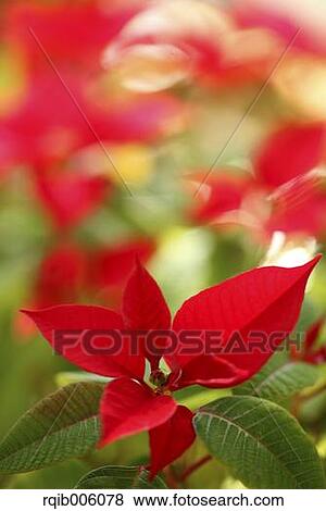 Poinsettia View Large Photo Image Stock Photo - Poinsettia. Fotosearch