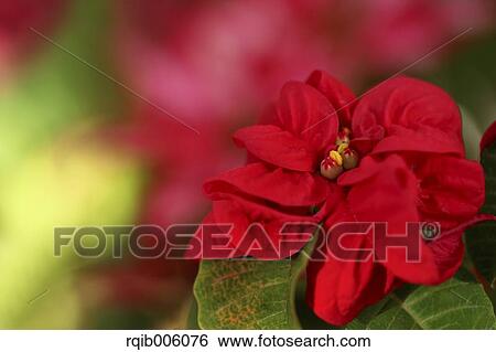 Poinsettia View Large Photo Image Stock Photograph - Poinsettia. Fotosearch