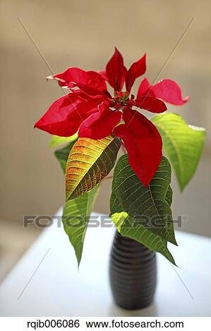 Poinsettia View Large Photo Image Stock Photograph - Poinsettia. Fotosearch