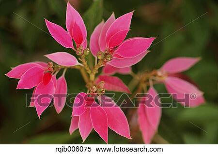 Poinsettia View Large Photo Image Stock Photography - Poinsettia. Fotosearch