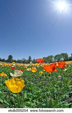 Picture - Poppy field. Fotosearch