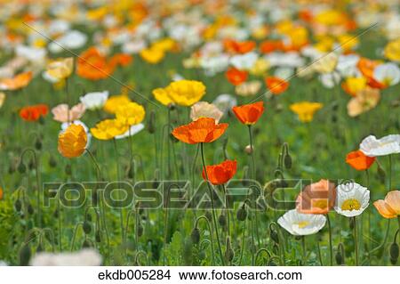 Poppy field View Large Photo Image Picture - Poppy field. Fotosearch