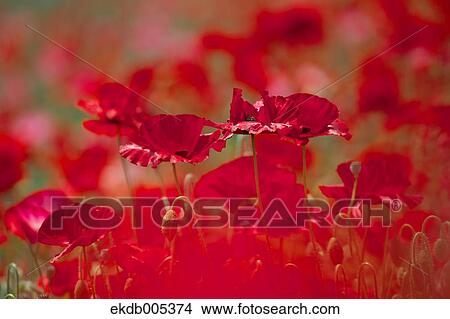 Poppy field View Large Photo Image Picture - Poppy field. Fotosearch