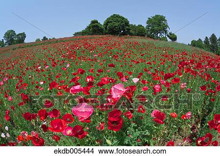 Poppy field View Large Photo Image Picture - Poppy field. Fotosearch