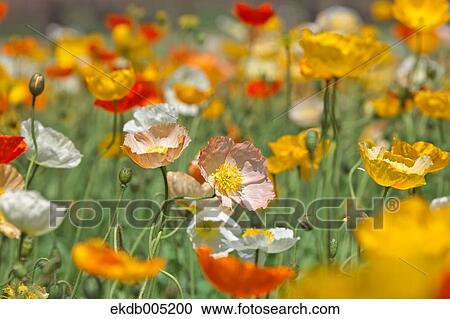 Stock Image - Poppy field. Fotosearch