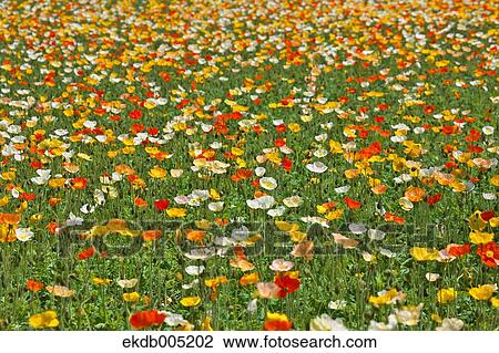 Poppy field View Large Photo Image Stock Image - Poppy field. Fotosearch