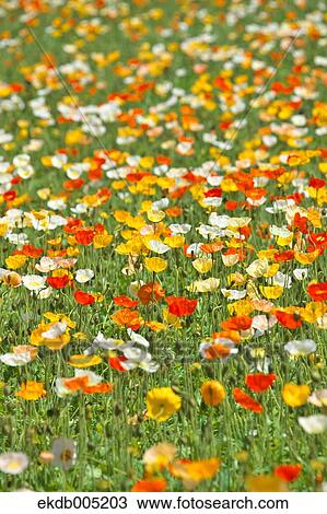 Poppy field View Large Photo Image Stock Image - Poppy field. Fotosearch