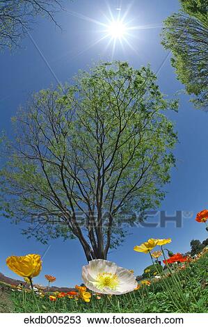 Stock Image - Poppy field. Fotosearch