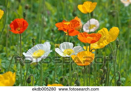 Stock Image - Poppy field. Fotosearch