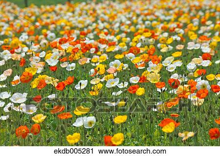 Stock Image - Poppy field. Fotosearch