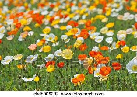 Poppy field View Large Photo Image Stock Image - Poppy field. Fotosearch