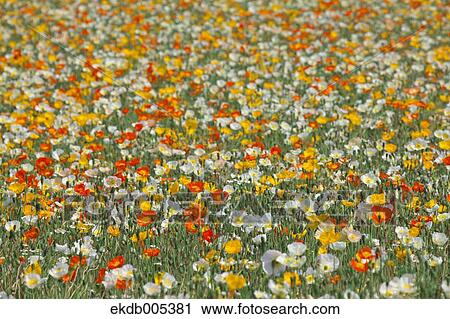 Stock Image - Poppy field. Fotosearch
