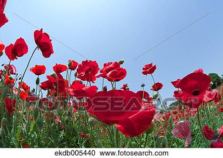 Stock Image - Poppy field. Fotosearch