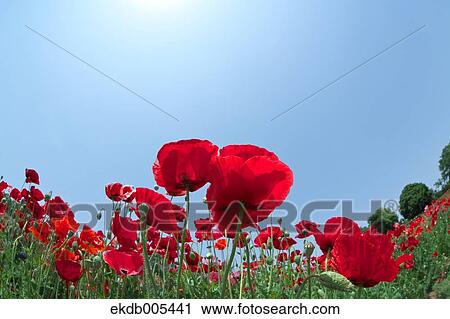 Stock Image - Poppy field. Fotosearch