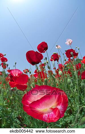 Poppy field View Large Photo Image Stock Image - Poppy field. Fotosearch