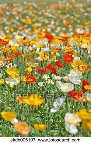 Poppy field View Large Photo Image Stock Photo - Poppy field. Fotosearch