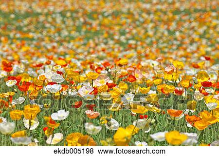 Stock Photo - Poppy field. Fotosearch