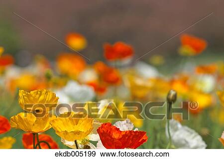 Stock Photo - Poppy field. Fotosearch