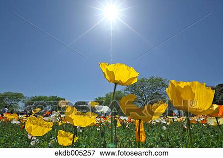 Poppy field View Large Photo Image Stock Photo - Poppy field. Fotosearch