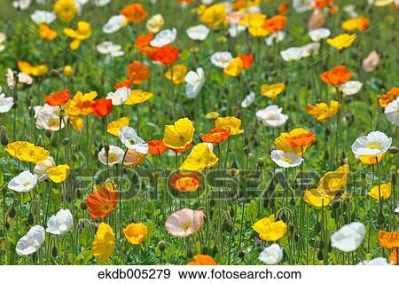Poppy field View Large Photo Image Stock Photo - Poppy field. Fotosearch