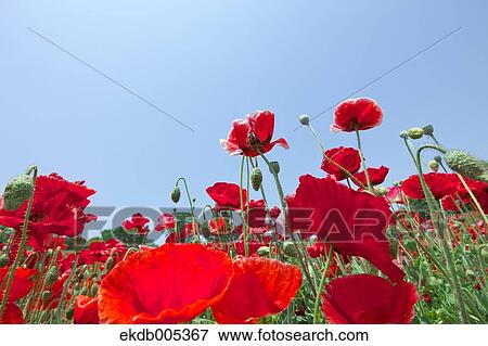 Stock Photo - Poppy field. Fotosearch