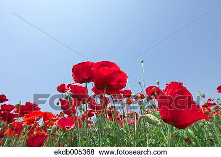 Poppy field View Large Photo Image Stock Photo - Poppy field. Fotosearch
