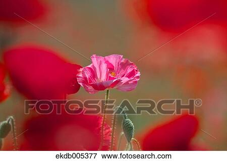 Poppy field View Large Photo Image Stock Photo - Poppy field. Fotosearch